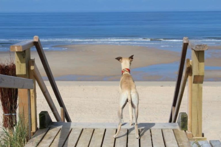 urlaub mit hund strand